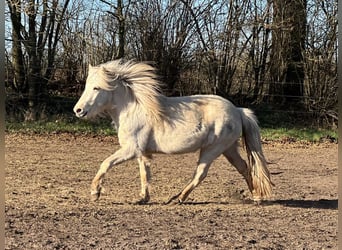 Icelandic Horse, Mare, 3 years, 13,2 hh