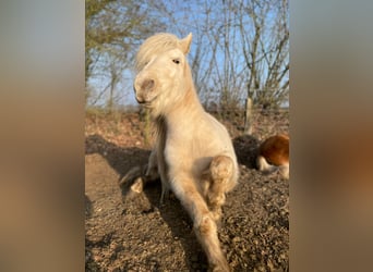 Icelandic Horse, Mare, 3 years, 13,2 hh