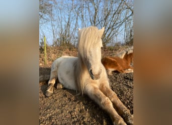 Icelandic Horse, Mare, 3 years, 13,2 hh