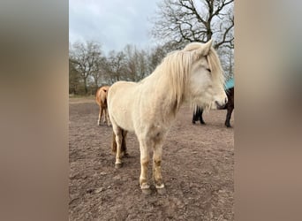 Icelandic Horse, Mare, 3 years, 13,2 hh