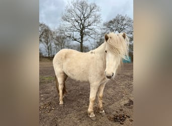 Icelandic Horse, Mare, 3 years, 13,2 hh