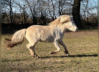 Icelandic Horse, Mare, 3 years, 13,2 hh