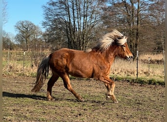 Icelandic Horse, Mare, 3 years, 13,2 hh, Chestnut-Red