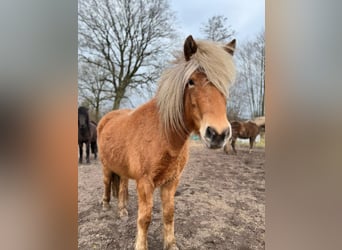 Icelandic Horse, Mare, 3 years, 13,2 hh, Chestnut-Red