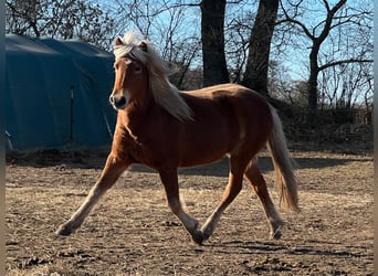 Icelandic Horse, Mare, 3 years, 13,2 hh, Chestnut-Red