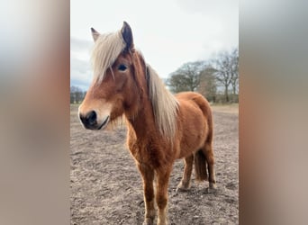 Icelandic Horse, Mare, 3 years, 13,2 hh, Chestnut-Red