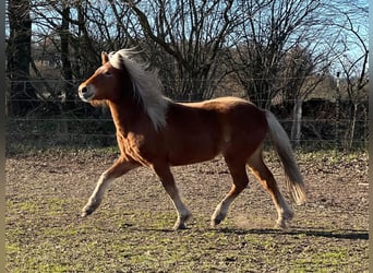 Icelandic Horse, Mare, 3 years, 13,2 hh, Chestnut-Red