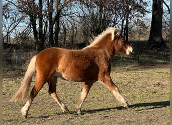 Icelandic Horse, Mare, 3 years, 13,2 hh, Chestnut-Red