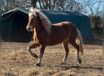 Icelandic Horse, Mare, 3 years, 13,2 hh, Chestnut-Red