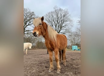 Icelandic Horse, Mare, 3 years, 13,2 hh, Chestnut-Red