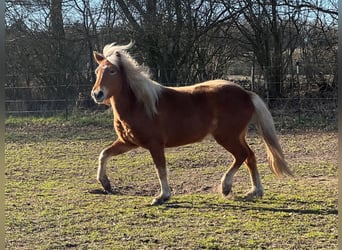 Icelandic Horse, Mare, 3 years, 13,2 hh, Chestnut-Red