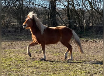 Icelandic Horse, Mare, 3 years, 13,2 hh, Chestnut-Red