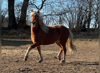 Icelandic Horse, Mare, 3 years, 13,2 hh, Chestnut-Red