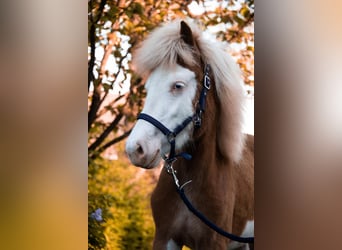 Icelandic Horse, Mare, 3 years, 13.2 hh, Chestnut-Red Icelandic Horse, Mare, 3 years, 13.2 hh, Chestnut-Red