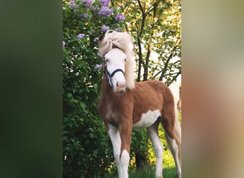 Icelandic Horse, Mare, 3 years, 13.2 hh, Chestnut-Red Icelandic Horse, Mare, 3 years, 13.2 hh, Chestnut-Red