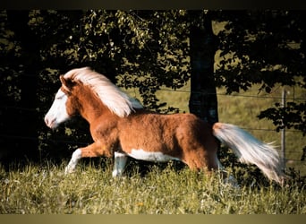 Icelandic Horse, Mare, 3 years, 13.2 hh, Chestnut-Red Icelandic Horse, Mare, 3 years, 13.2 hh, Chestnut-Red