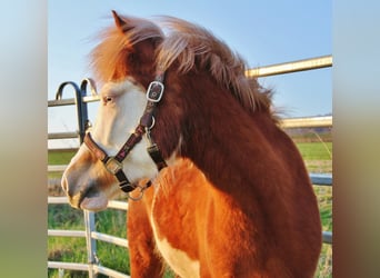 Icelandic Horse, Mare, 3 years, 13.2 hh, Chestnut-Red