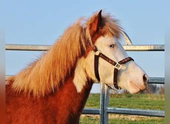 Icelandic Horse, Mare, 3 years, 13.2 hh, Chestnut-Red