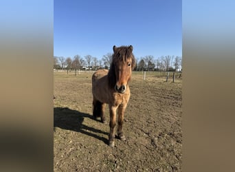Icelandic Horse, Mare, 3 years, 13.2 hh, Dun