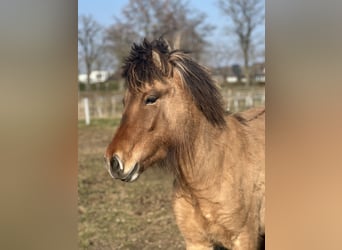 Icelandic Horse, Mare, 3 years, 13.2 hh, Dun