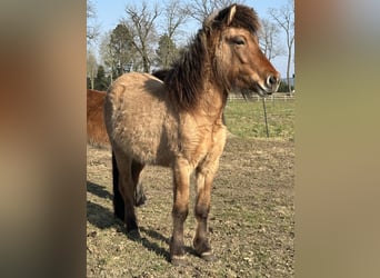 Icelandic Horse, Mare, 3 years, 13.2 hh, Dun