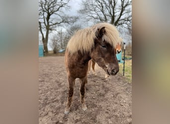 Icelandic Horse, Mare, 3 years, 13,2 hh