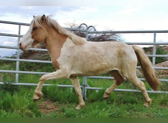 Icelandic Horse, Mare, 3 years, 13.2 hh, Pinto