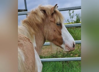 Icelandic Horse, Mare, 3 years, 13.2 hh, Pinto