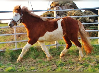 Icelandic Horse, Mare, 3 years, 13.2 hh, White