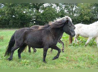 Icelandic Horse, Mare, 3 years, 13,2 hh, Black