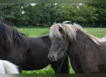 Icelandic Horse, Mare, 3 years, 13,2 hh, Black