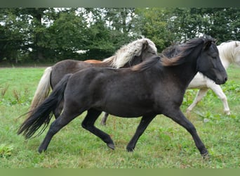 Icelandic Horse, Mare, 3 years, 13,2 hh, Black