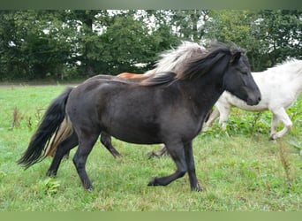 Icelandic Horse, Mare, 3 years, 13,2 hh, Black