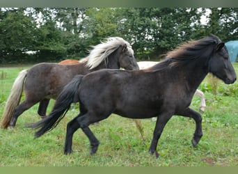 Icelandic Horse, Mare, 3 years, 13,2 hh, Black
