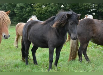 Icelandic Horse, Mare, 3 years, 13,2 hh, Black