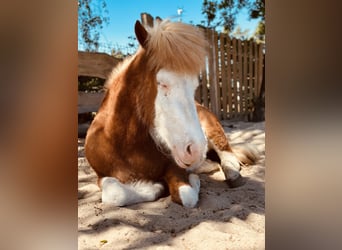 Icelandic Horse, Mare, 3 years, 13,2 hh, Chestnut-Red