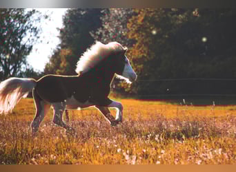 Icelandic Horse, Mare, 3 years, 13,2 hh, Chestnut-Red