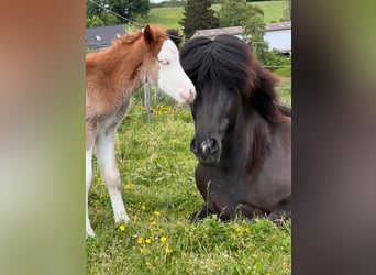 Icelandic Horse, Mare, 3 years, 13,2 hh, Chestnut-Red