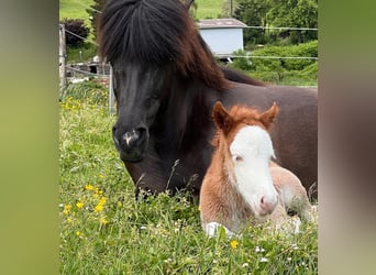 Icelandic Horse, Mare, 3 years, 13,2 hh, Chestnut-Red