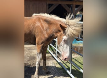 Icelandic Horse, Mare, 3 years, 13,2 hh, Chestnut-Red
