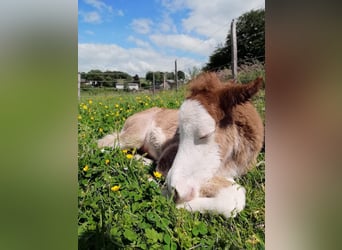 Icelandic Horse, Mare, 3 years, 13,2 hh, Chestnut-Red
