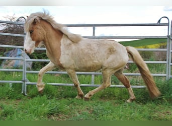 Icelandic Horse, Mare, 3 years, 13,2 hh, Pinto