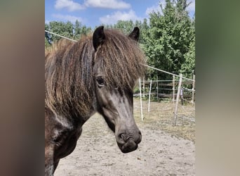 Icelandic Horse, Mare, 3 years, 13,2 hh, Roan-Blue