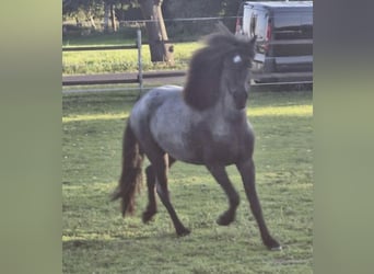 Icelandic Horse, Mare, 3 years, 13,2 hh, Roan-Blue