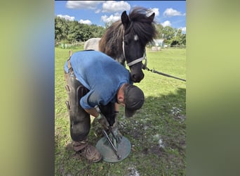 Icelandic Horse, Mare, 3 years, 13,2 hh, Roan-Blue