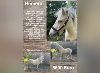 Icelandic Horse, Mare, 3 years, 14,1 hh