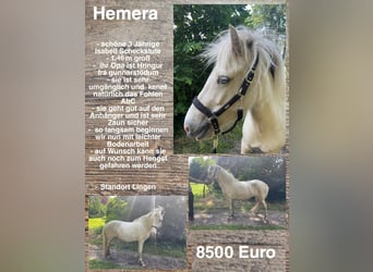 Icelandic Horse, Mare, 3 years, 14,1 hh