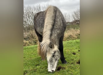 Icelandic Horse, Mare, 3 years, 14 hh, Grey-Dark-Tan