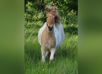 Icelandic Horse, Mare, 3 years, 14 hh, Pinto