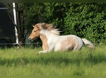 Icelandic Horse, Mare, 3 years, 14 hh, Pinto